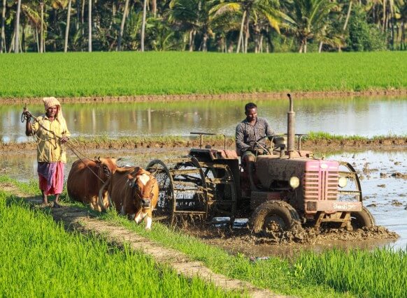 යල කන්නයේ දී මඩ පොහොර නොමිලේ යල කන්නයේ දී මඩ පොහොර නොමිලේ