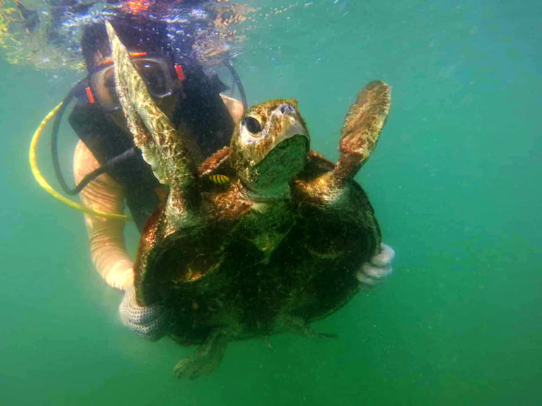 ලංකාවට ආවේණික කැස්බෑවන්