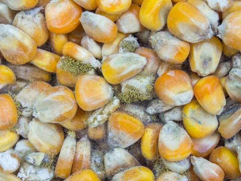 පිළිකාකාරක Aflatoxin විෂ එන්නේ තෙල්වලින් විතරක් නෙවෙයි පිළිකාකාරක Aflatoxin විෂ එන්නේ තෙල්වලින් විතරක් නෙවෙයි