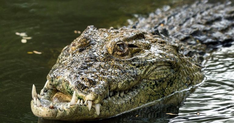 කිඹුලකු දරුවකු ඩැහැගෙන ගිහින් – දරුවා සොයා මෙහෙයුම්