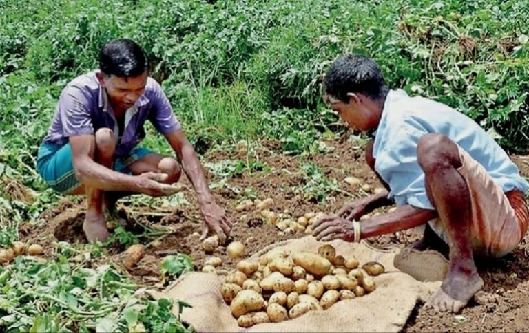 නුවරඑළියේ අස්වැන්න නෙළයි – ආනයනික අල බද්ද ඉහළට