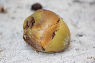 කුරුම්බැට්ටියෙන් ආ මාරයා