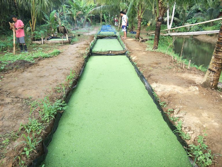 යූරියා වෙනුවට  ඇසොල්ලා පර්ණංග ශාකය