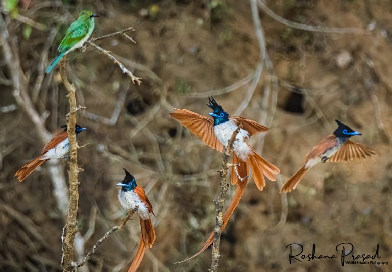 ෆ්ලයි කැචර් වන්නම