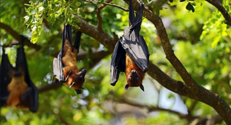 ලංකාවේ වවුල් වර්ග 2කට කොරෝනා ලංකාවේ වවුල් වර්ග 2කට කොරෝනා