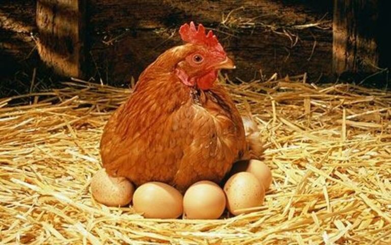 ගිනිගාණට විකිණෙන බිත්තර – කුකුළු මස් ගැන අද සාකච්ඡාවක්