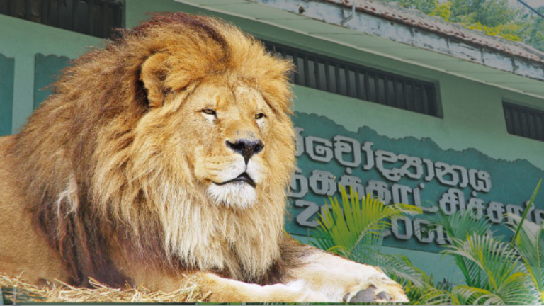 දෙහිවල සත්තු වත්තේ තවත් සිංහයකුට කොවිඩ් දෙහිවල සත්තු වත්තේ තවත් සිංහයකුට කොවිඩ්