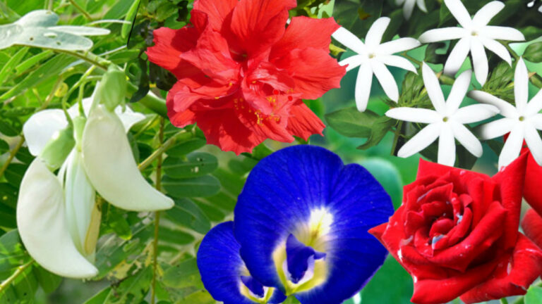 රුව ලස්සන කරන ගෙවත්තේ සැඟවුණු විස්මය