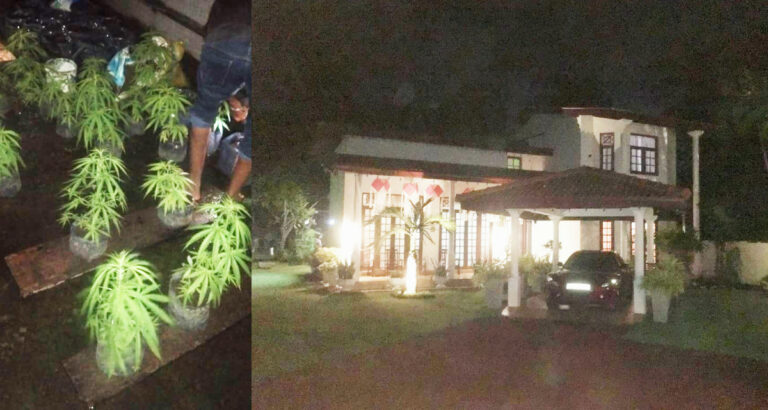මිරිහානේ සුපිරි නිවසේ උඩු මහලේ සරුසාර ගං ජා වගාවක්