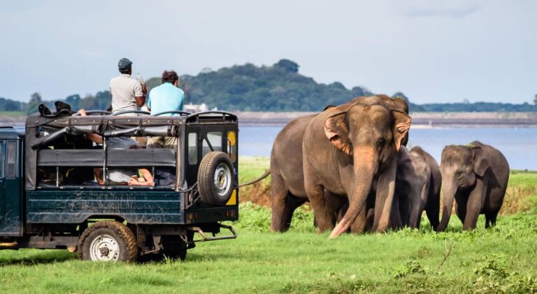 සංචාරකයන් යාලට යද්දී වනජීවි ජංගම මුර සංචාර යොදවයි සංචාරකයන් යාලට යද්දී වනජීවි ජංගම මුර සංචාර යොදවයි