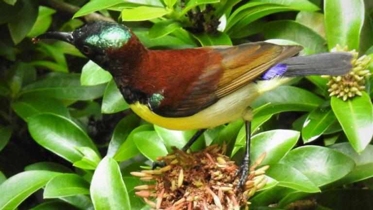 පාට පාට ලෝකයේ පියාසර මිතුරෝ