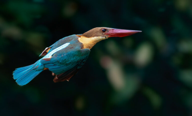 මහ පිළිහුඩුවාගේ පියාසැරිය