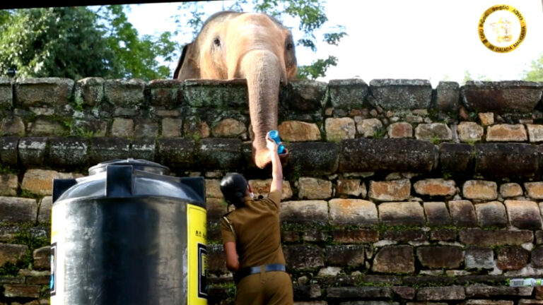අලි තිබහයි… තව චුට්ටක්..