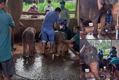පින්නවල නිවුන් අලි බබාලා උපදී පින්නවල නිවුන් අලි බබාලා උපදී