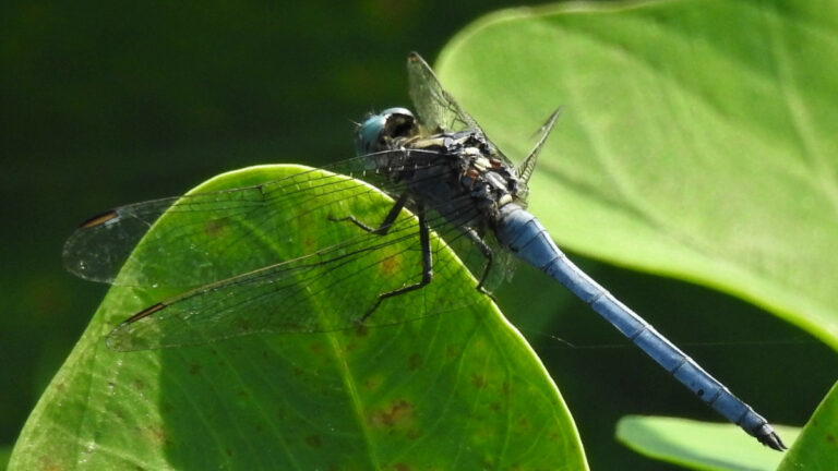 බත්කූරා රතු දත්ත ලැයිස්තුව ආසන්නයේ