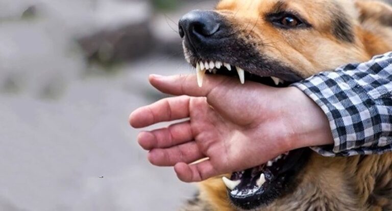 ජාත්‍යන්තර ජලභීතිකා දිනය අදයි