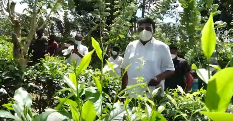 “තේ අස්වැන්න අද බාගෙට බැහැලා” – විපක්ෂ නායක “තේ අස්වැන්න අද බාගෙට බැහැලා” – විපක්ෂ නායක