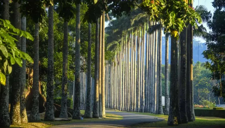 උද්භිද උද්‍යානවලට ඇතුළු වීමේ ගාස්තු ඉහළට