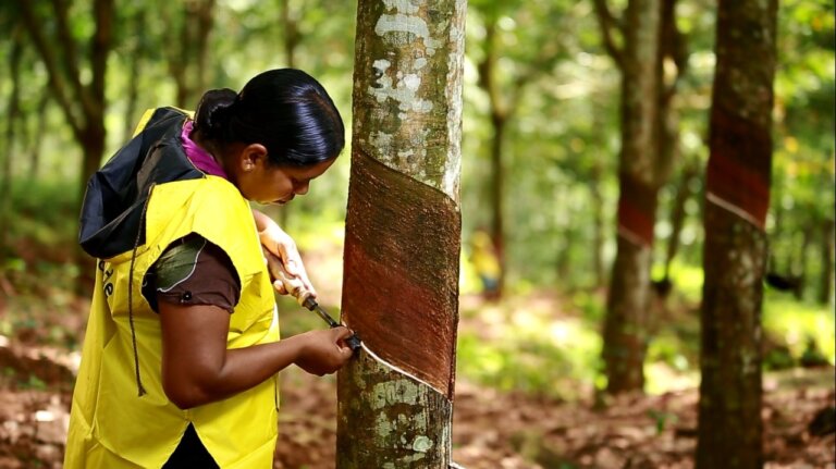 මෙරට රබර් වගාවට ප්රංශයේ අතහිත මෙරට රබර් වගාවට ප්රංශයේ අතහිත