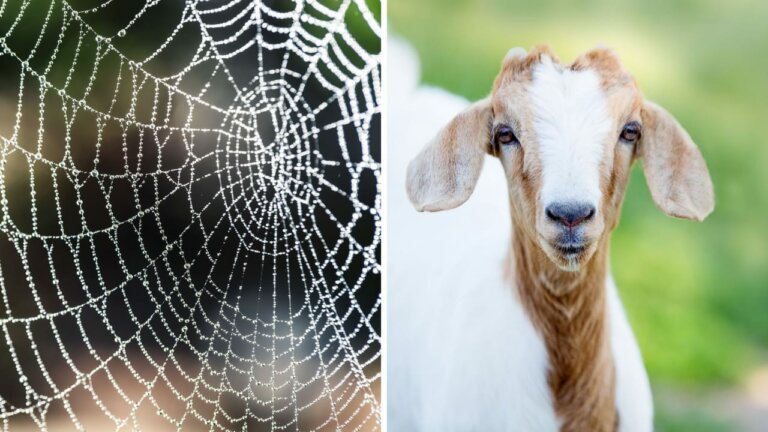 වානේවලටත් වඩා ශක්තිමත් මකුළුදැල්, එළුකිරිවලින් නිපදවයි