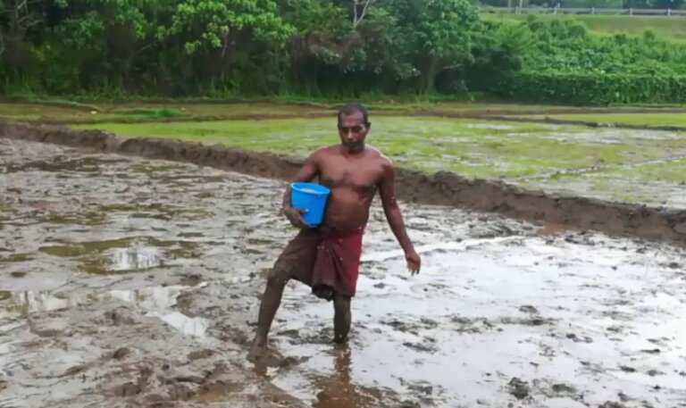 යල වගාව ලබන සතියේ ඇරඹේ යල වගාව ලබන සතියේ ඇරඹේ