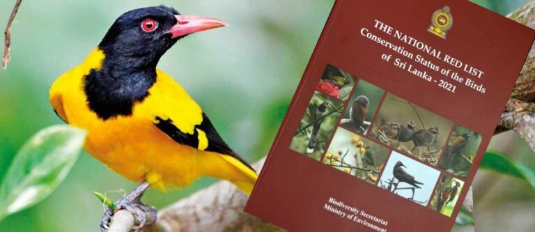 ශ්රී ලංකාවේ කුරුල්ලන්ගේ අලුත්ම රතු දත්ත ලේඛනය එළිදකී ශ්රී ලංකාවේ කුරුල්ලන්ගේ අලුත්ම රතු දත්ත ලේඛනය එළිදකී