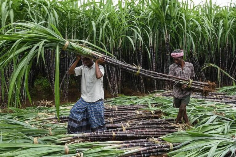 ලෝකෙට සීනි දීම ඉන්දියාව නවතයි -ගෝලීය සීනි මිල ඉහළට! ලෝකෙට සීනි දීම ඉන්දියාව නවතයි -ගෝලීය සීනි මිල ඉහළට!