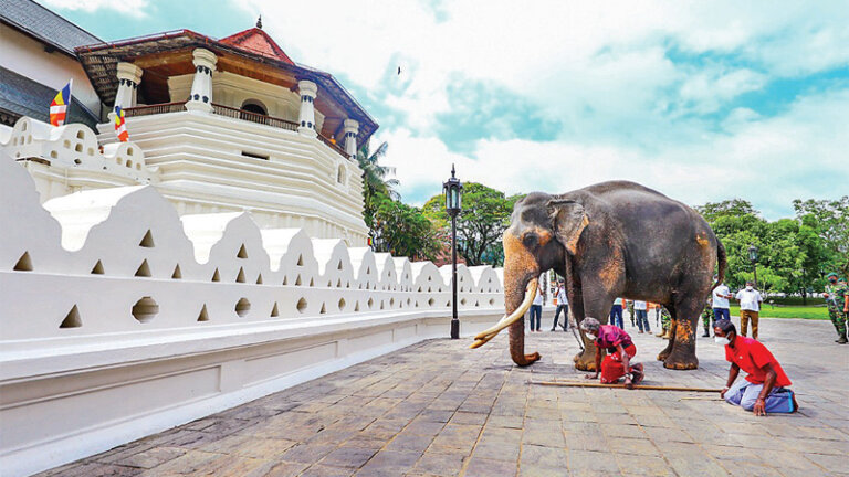 නැදුන්ගමුවේ රාජාගේ සිරුර සංරක්ෂණයට නැදුන්ගමුවේ රාජාගේ සිරුර සංරක්ෂණයට