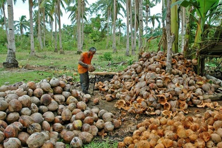 මොනරාගල වගාවන්ට රුපියල් කෝටි 10ක්