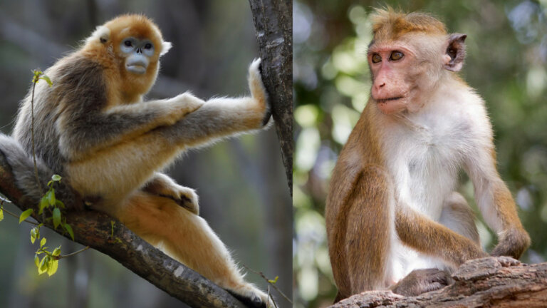 රිලා ප්‍රශ්නය දුරදිග යයි – චීන රජය උත්තර දෙයි