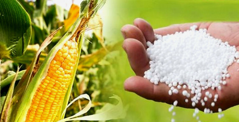 බඩඉරිඟු වවන අයටත් යූරියා බඩඉරිඟු වවන අයටත් යූරියා