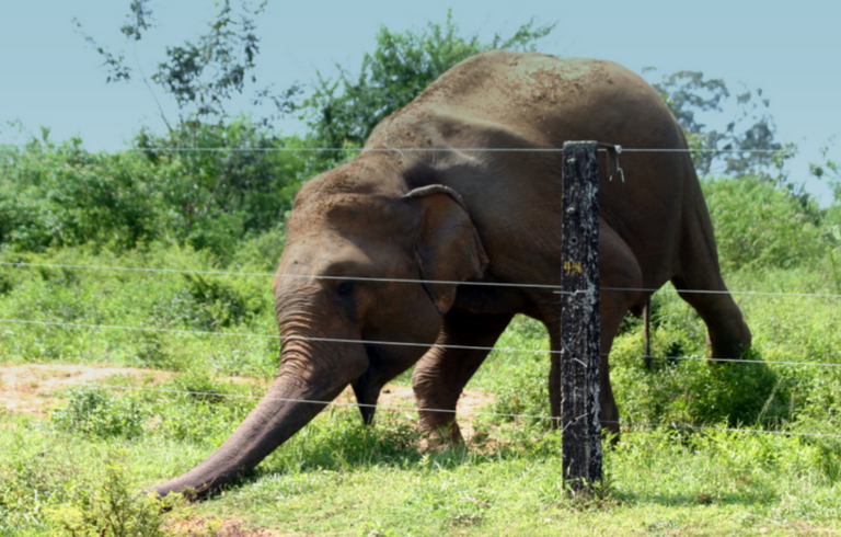 අලි වැටේ සියයට 80ක් අවසන් අලි වැටේ සියයට 80ක් අවසන්
