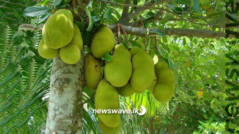 රක්ෂිතවල ඇති කොස් දෙල් කඩාගන්න අවස්ථාවක් රක්ෂිතවල ඇති කොස් දෙල් කඩාගන්න අවස්ථාවක්