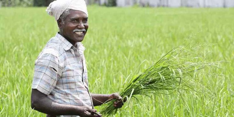 හෙට සිට රජය වී අස්වනු මිලදී ගනී – රුපියල් කෝ ටි 600ක් වෙන්කරයි