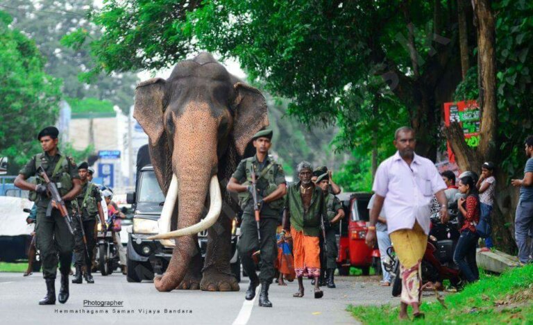 ජාතික උරුමයක් වූ නැඳුන්ගමුවේ රාජා හස්තියා මියයයි