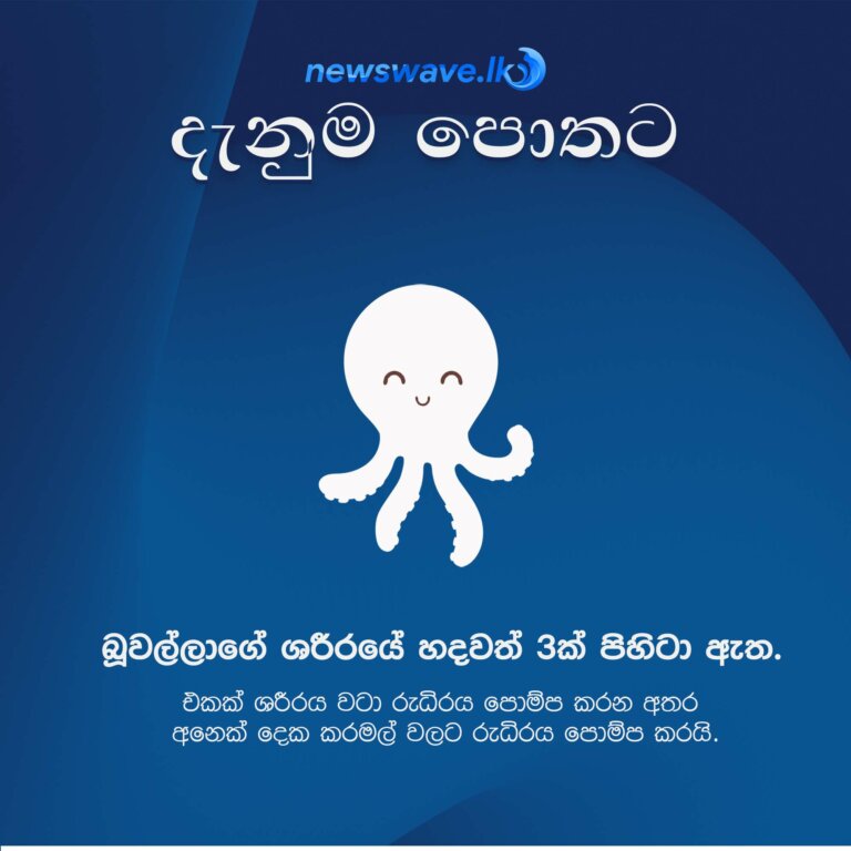 බූවල්ලාගේ ශරීරයේ හදවත් 3ක් පිහිටා ඇත. එකක් ශරීරය වටා රුධිරය පොම්ප කරන අතර, අනෙක් දෙන කරමල් වලට රුධිරය පොම්ප කරයි
