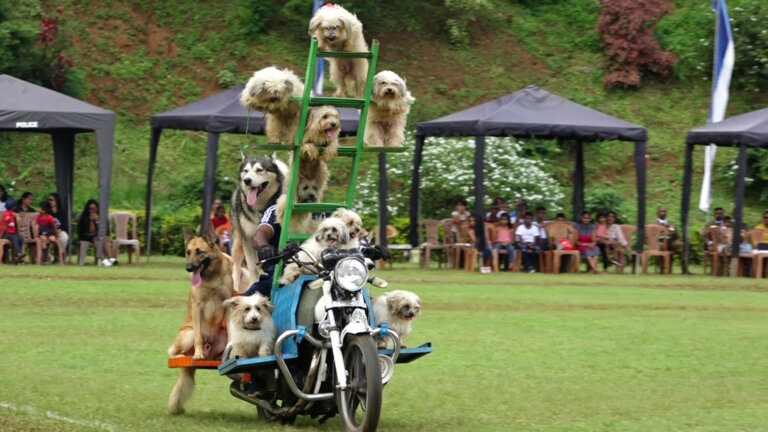 පොලිස් නිල සුනඛයන්ට තවත් බරපතළ රාජකාරියක්