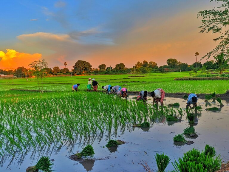 යල කන්නයේ වගාහානි වෙනුවෙන් කෝටි 21ක වන්දි ගෙවලා යල කන්නයේ වගාහානි වෙනුවෙන් කෝටි 21ක වන්දි ගෙවලා
