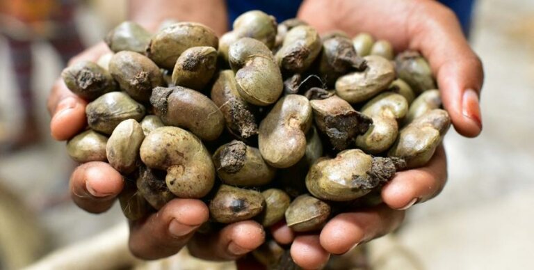 ලෙලි කජු ගෙන්වයි ලෙලි කජු ගෙන්වයි