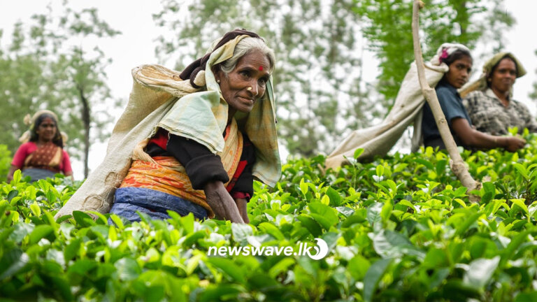 වතු කම්කරුවන්ගේ මූලික වැටුප අද සිට වැඩිවෙයි වතු කම්කරුවන්ගේ මූලික වැටුප අද සිට වැඩිවෙයි