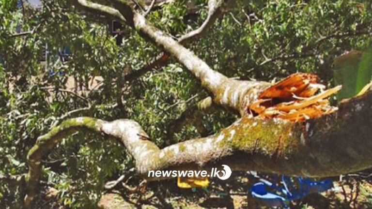 ජාත්යන්තර පාසලේ කඩාවැටුණු ගසට යටවූ තවත් සිසුවෙක් මියයයි ජාත්යන්තර පාසලේ කඩාවැටුණු ගසට යටවූ තවත් සිසුවෙක් මියයයි