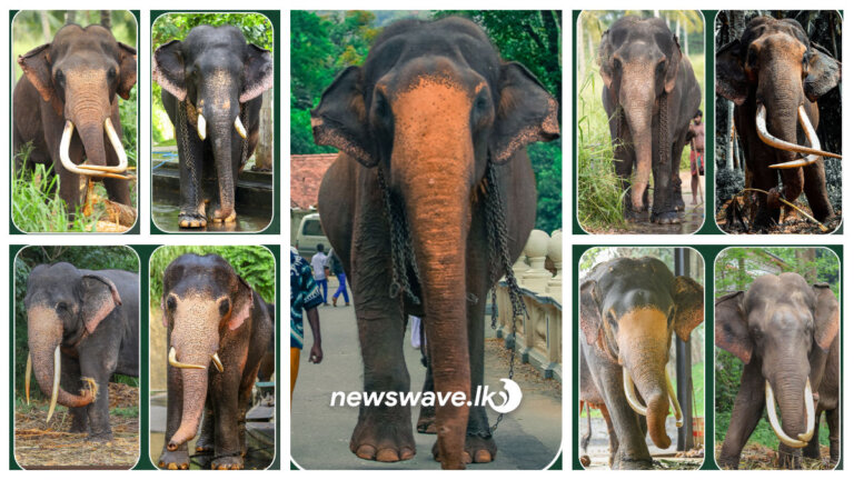 ශ්රී දළදා මාළිගාවේ සද්දන්ත සාමාජිකයෝ (📸) ශ්රී දළදා මාළිගාවේ සද්දන්ත සාමාජිකයෝ (📸)
